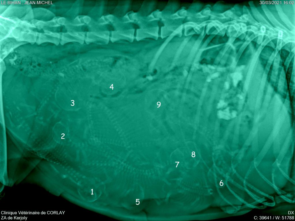 Des Rives De Guerlédan - 2ème Radiographie de Jade des rives de Guerlédan